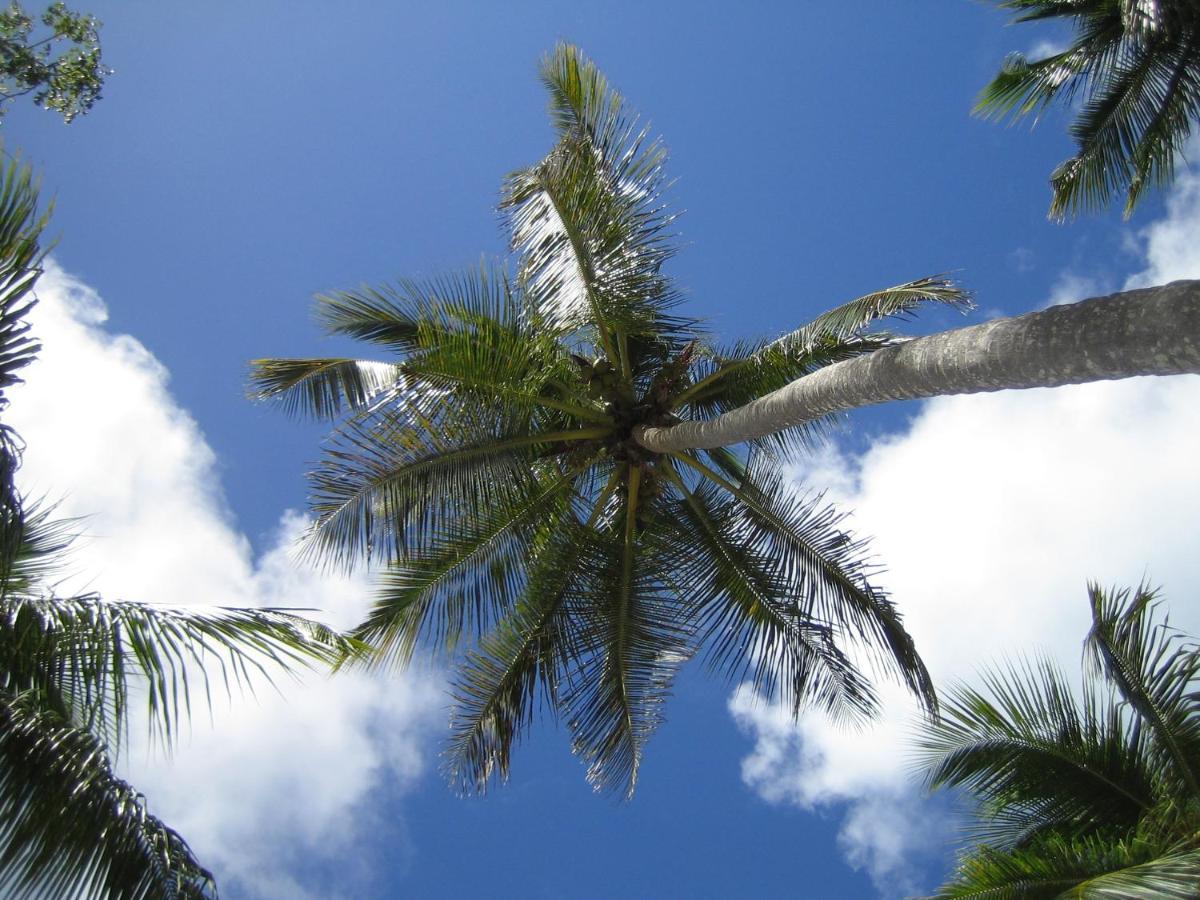 Palm-Covered House In The Tropical -Casa Oli 拉斯加勒拉斯 外观 照片